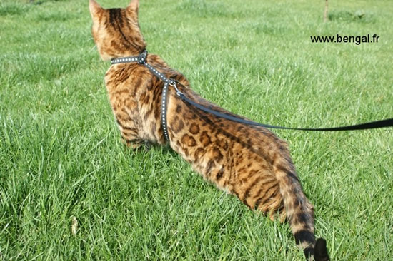 chat bengal brown 
